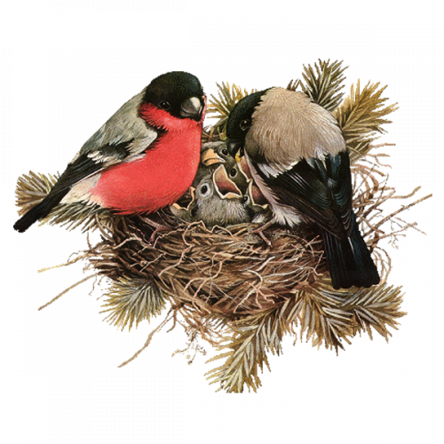 beautiful birds in nest